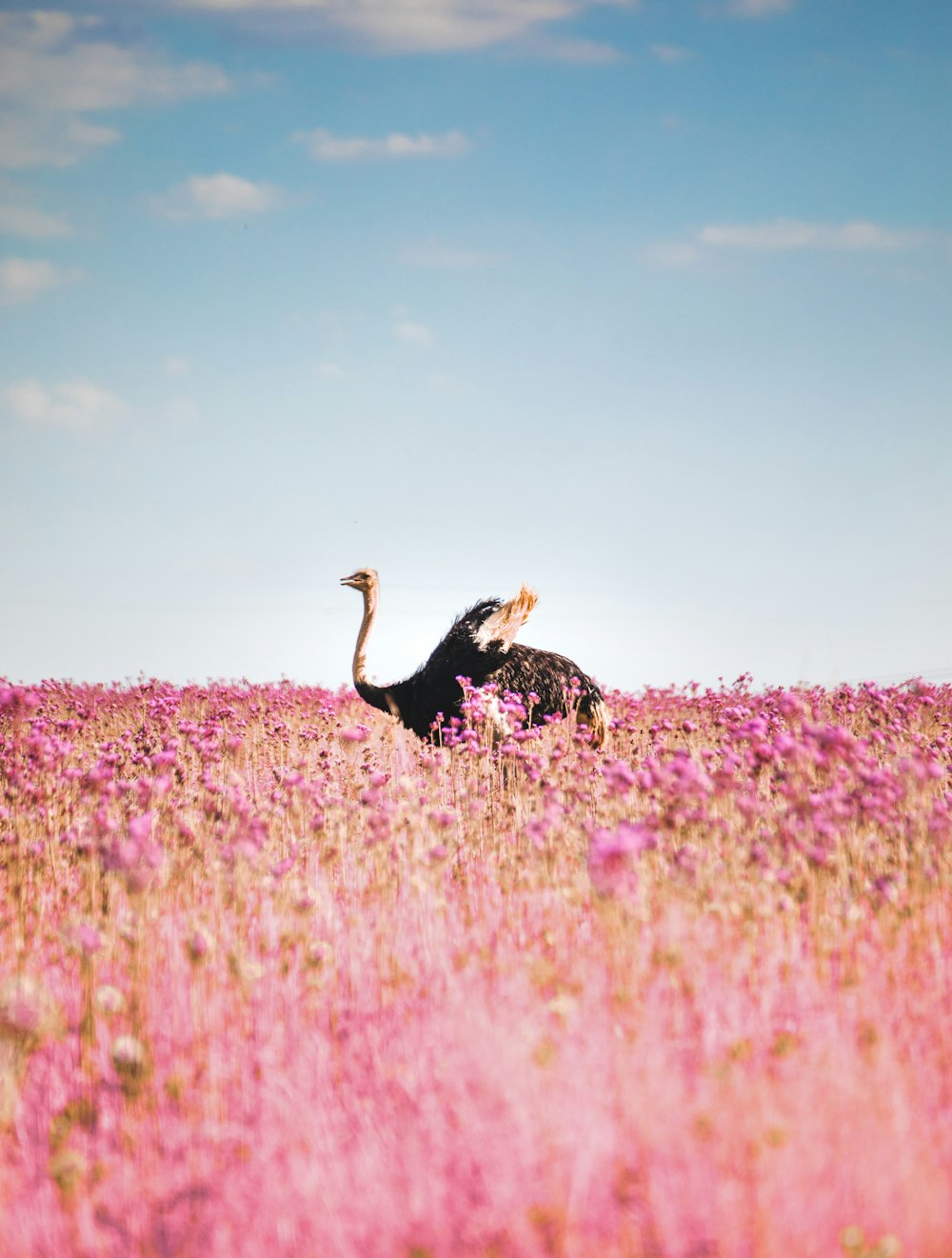 schwarz-weißer Vogel tagsüber auf rosa Blumenfeld unter blauem Himmel