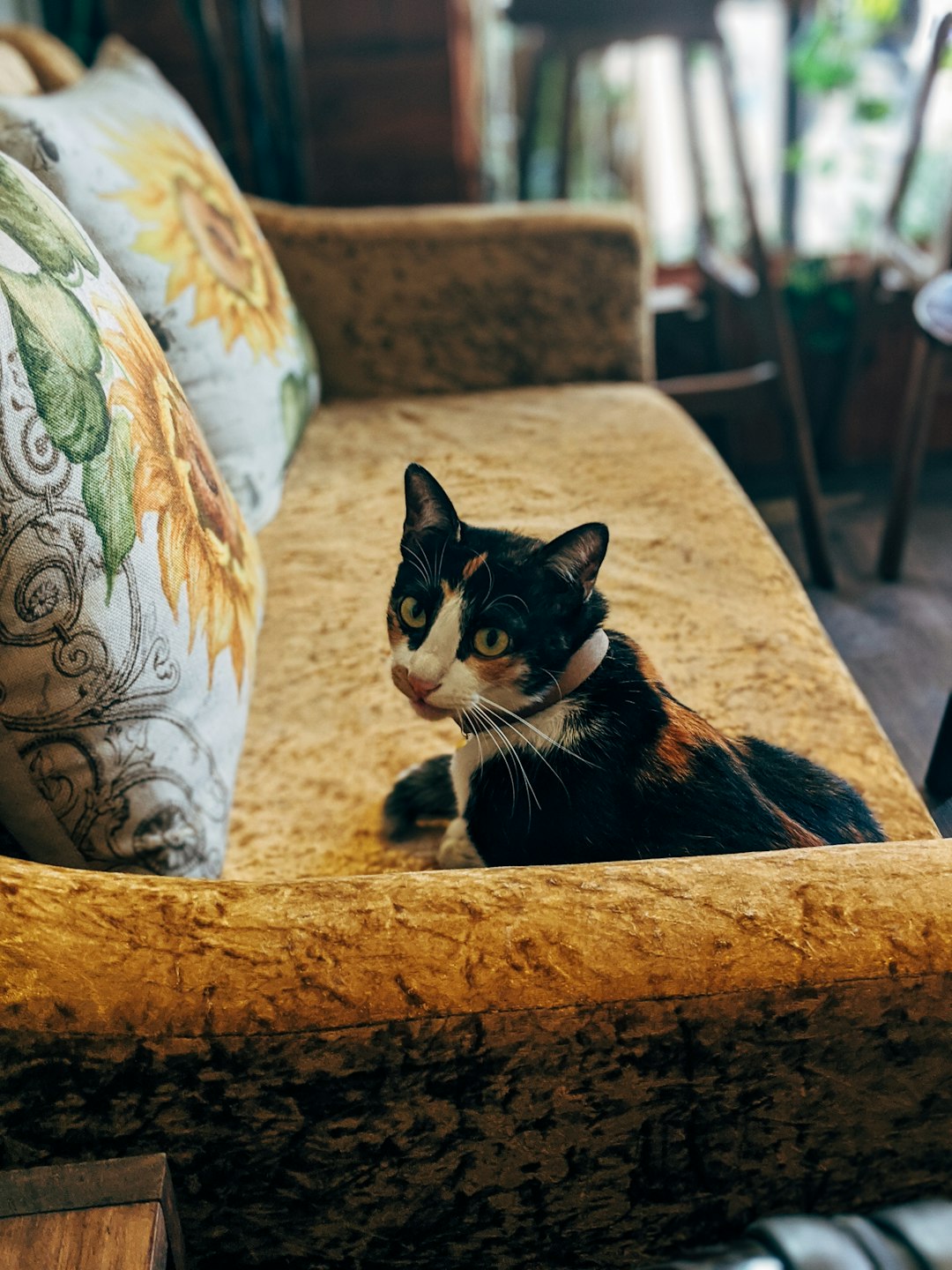 black and white cat on brown and white floral sofa