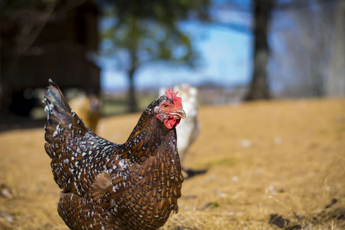 Noiler dual-purpose hen