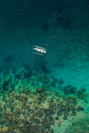 white and brown boat on blue sea water during daytime