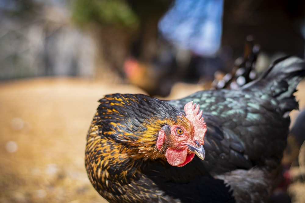 black and brown hen in tilt shift lens