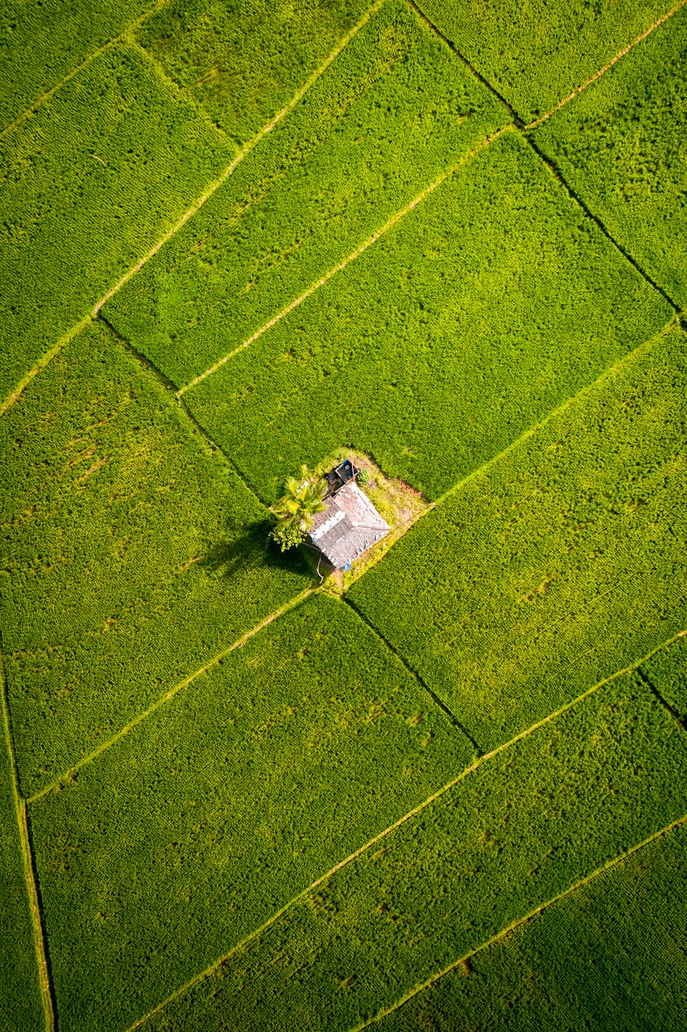 aerial view of green grass field