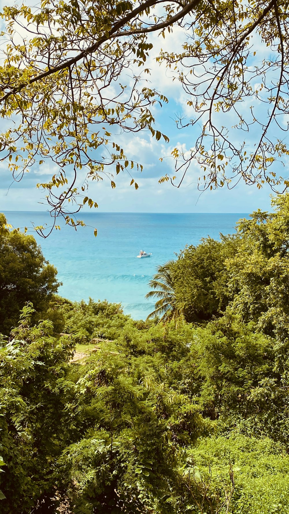 green trees near body of water during daytime