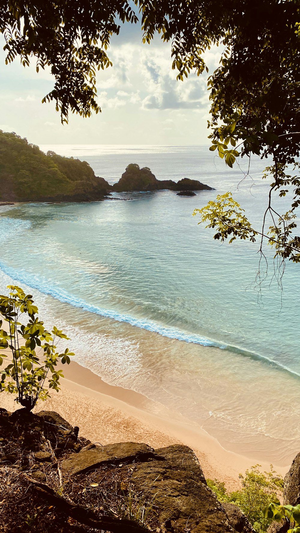 green tree on brown sand near body of water during daytime