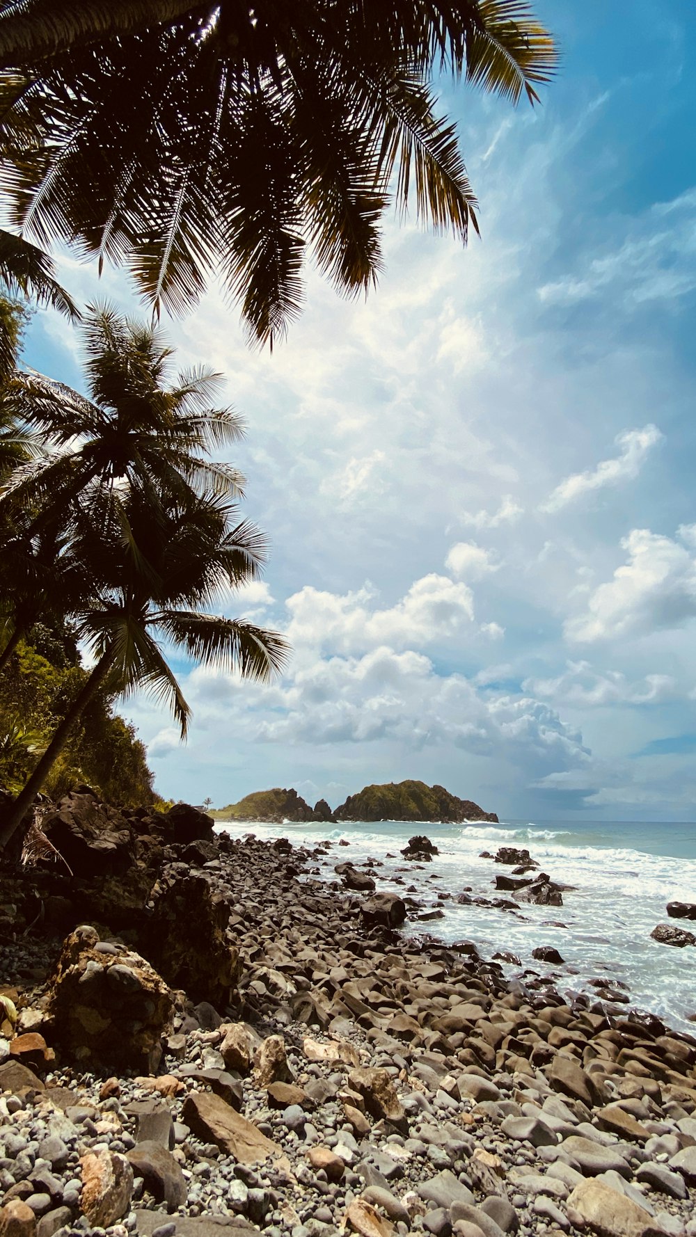 green palm tree near body of water during daytime