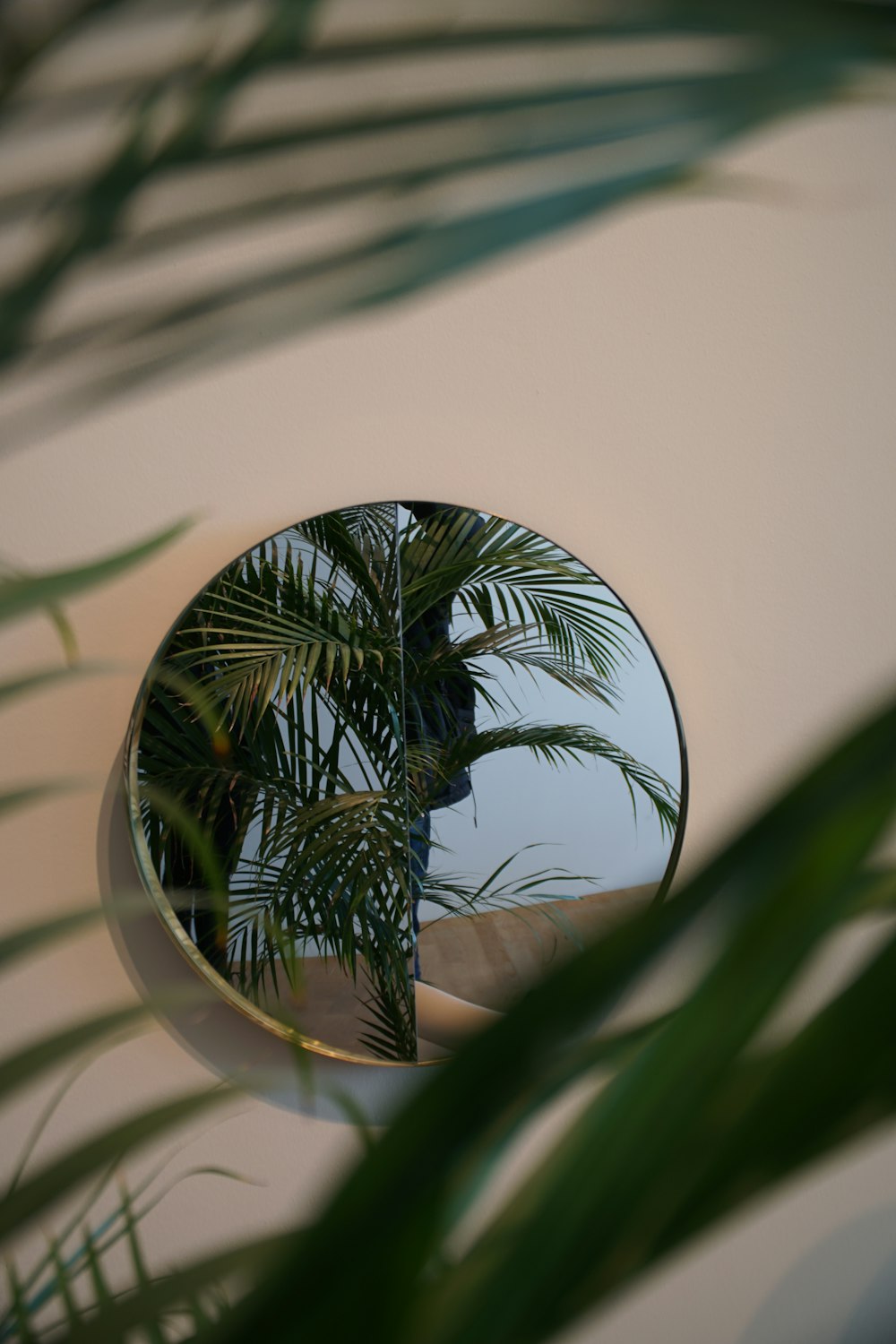 grüne Palme im weißen runden Topf