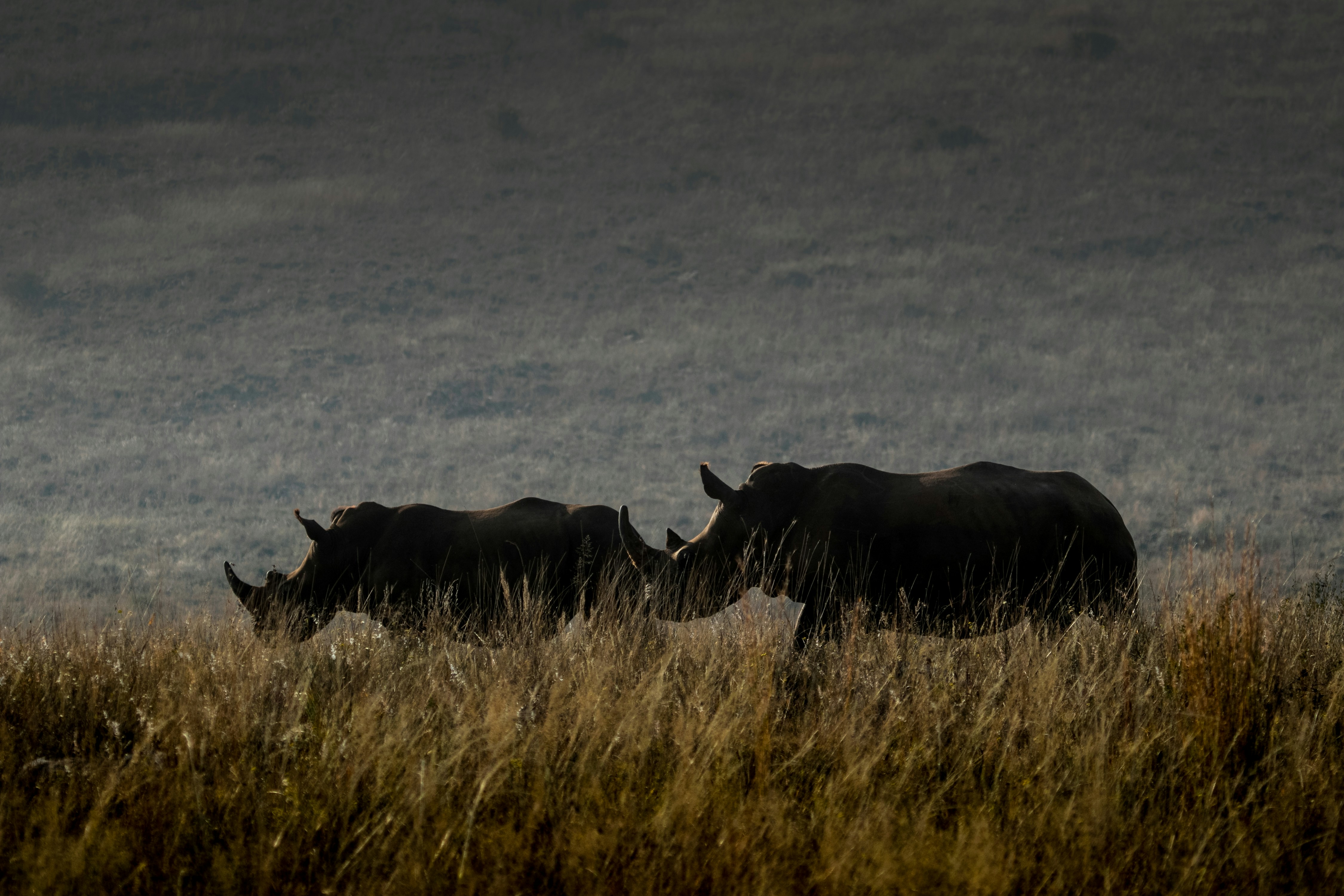 Vaca negra en el campo de hierba marrón durante el día
