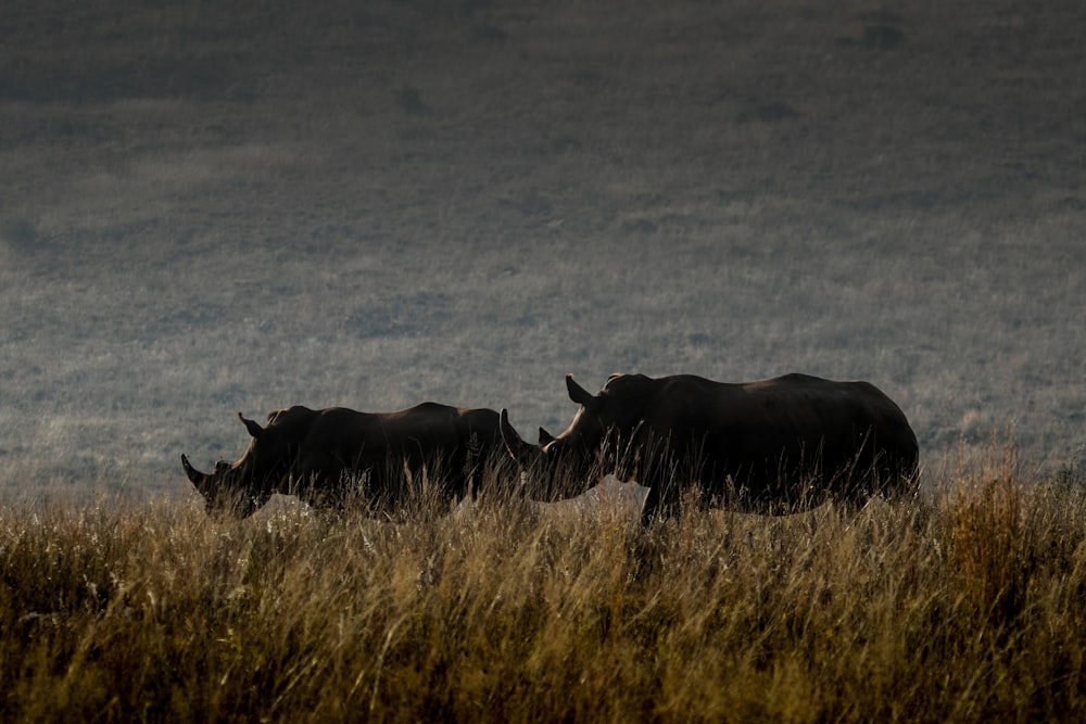 black cow on brown grass field during daytime