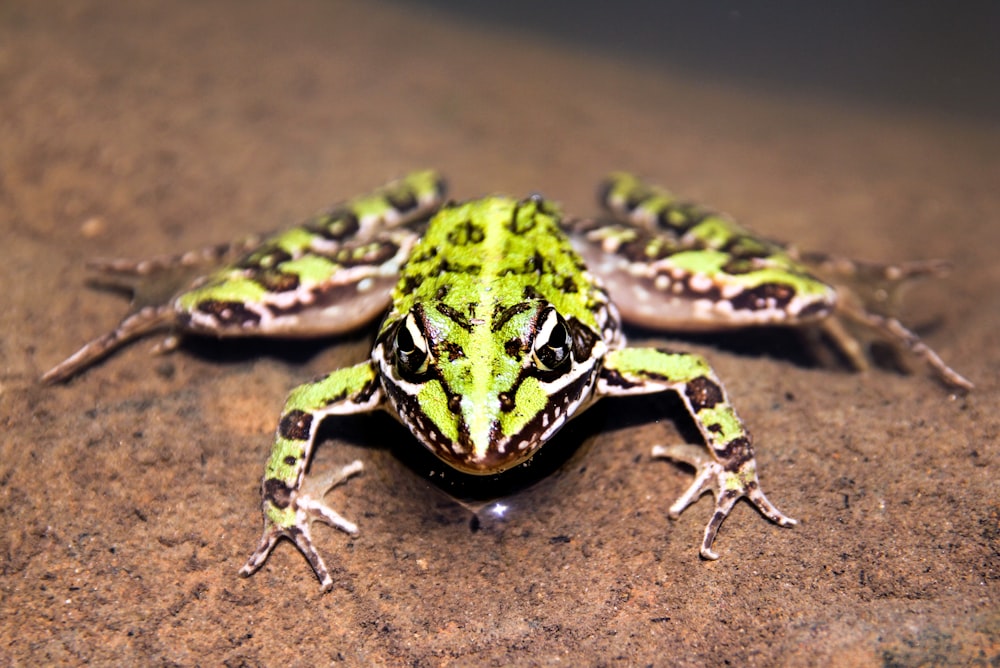 green and white frog on brown rock