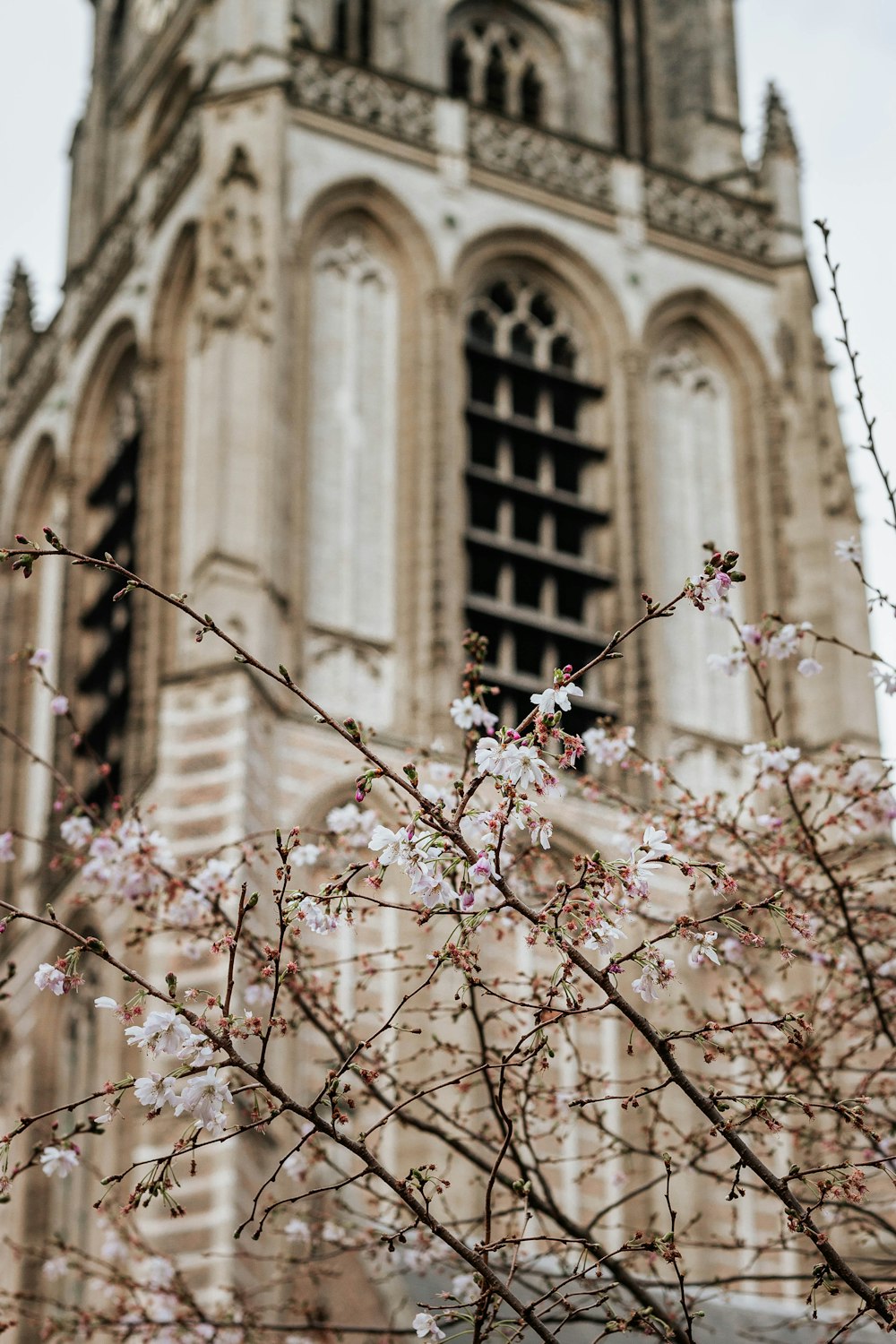 fleurs blanches sur une branche d’arbre brune