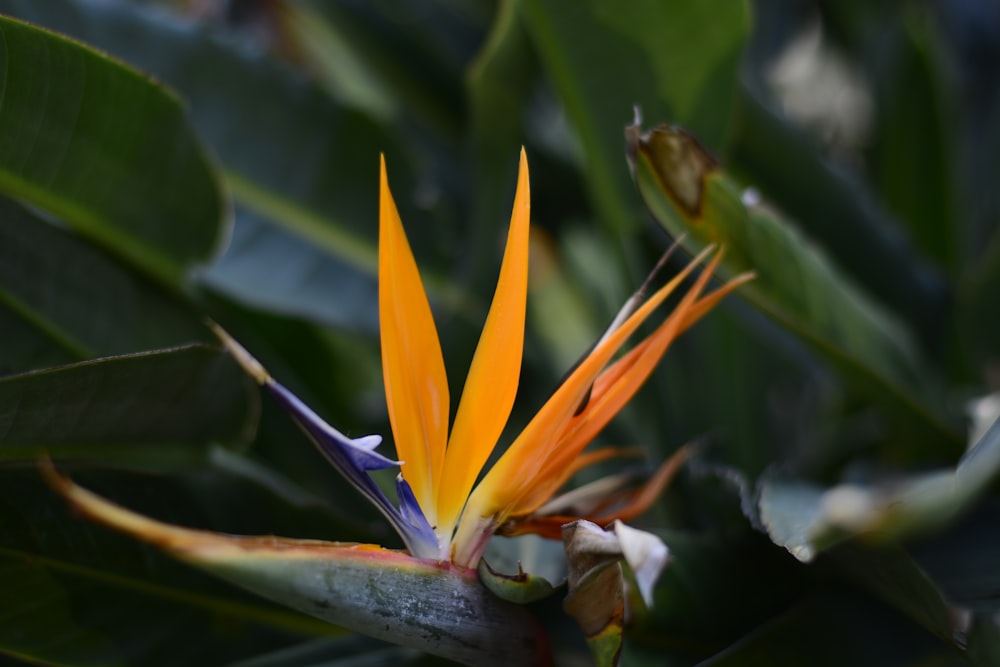 yellow and blue birds of paradise flower in bloom