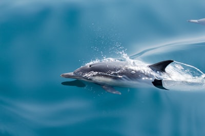 white and black penguin in water dolphin zoom background