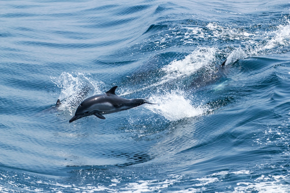 Schwarzer Delfin im blauen Wasser