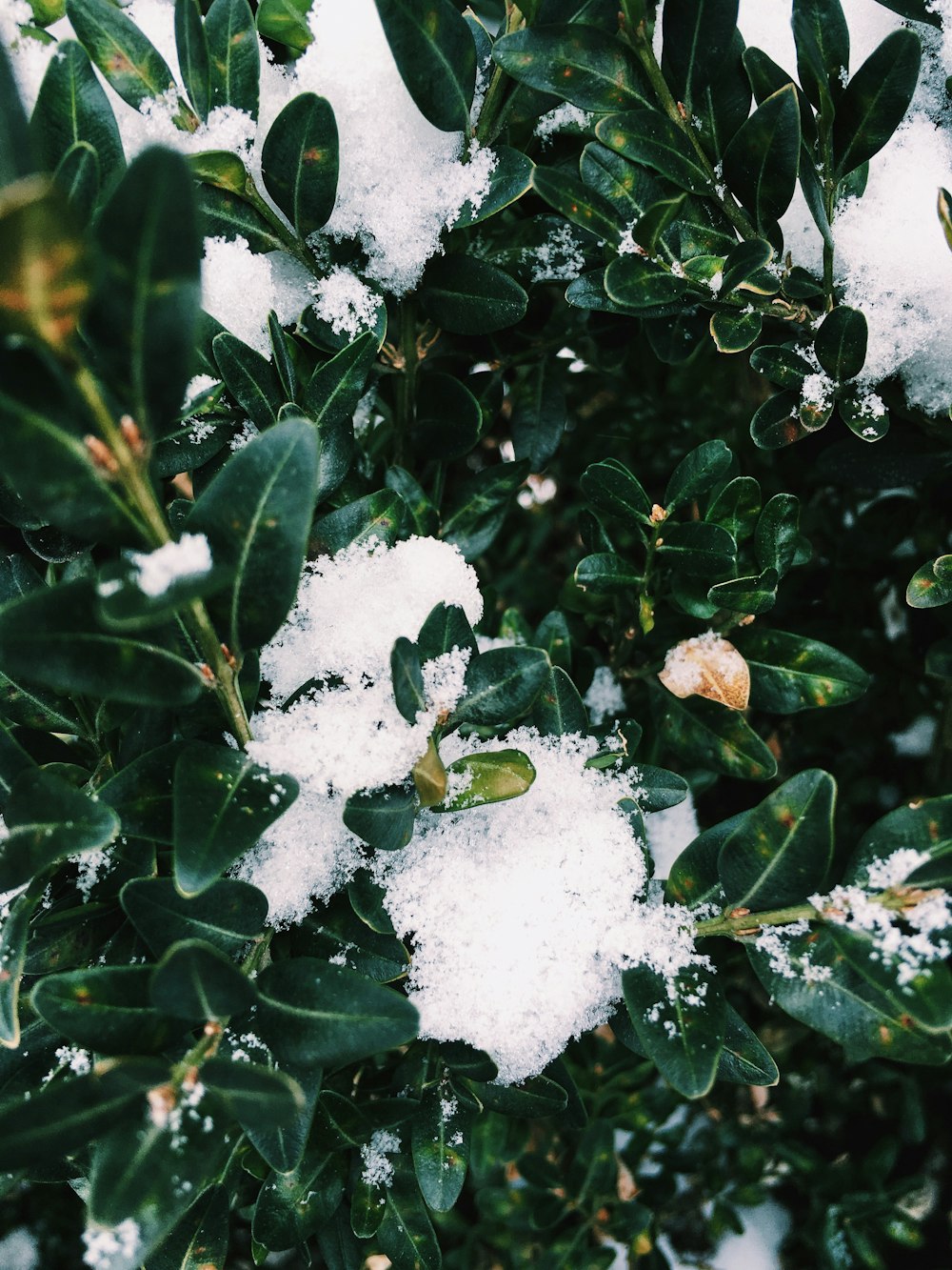 white snow on green leaves