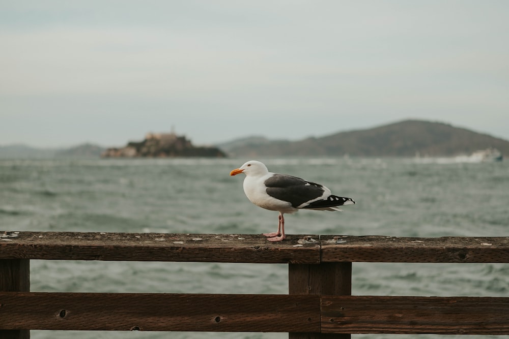 white and black bird on brown wooden fence near sea during daytime