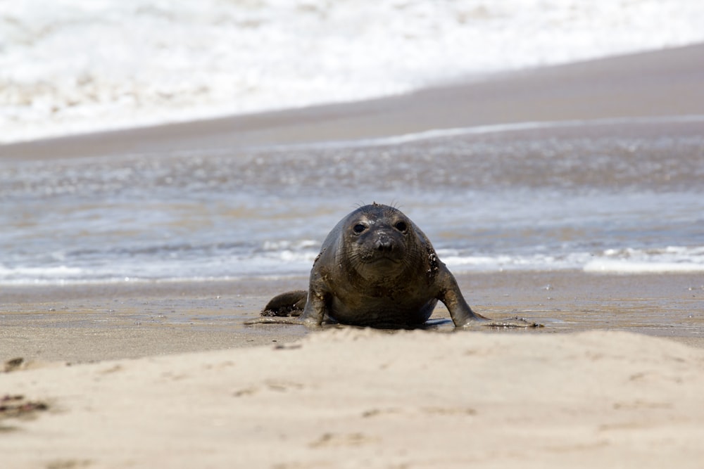 sea lion on beach shore during daytime