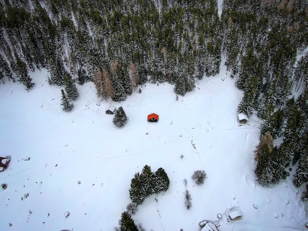 red fruit on snow covered ground