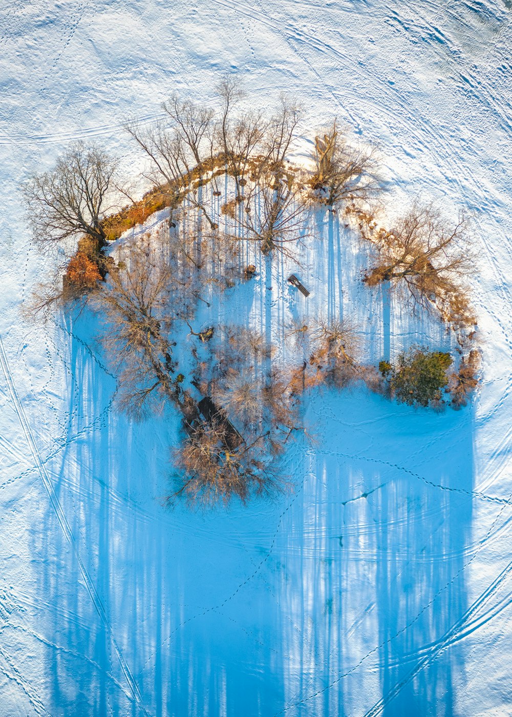 brauner blattloser Baum auf schneebedecktem Boden