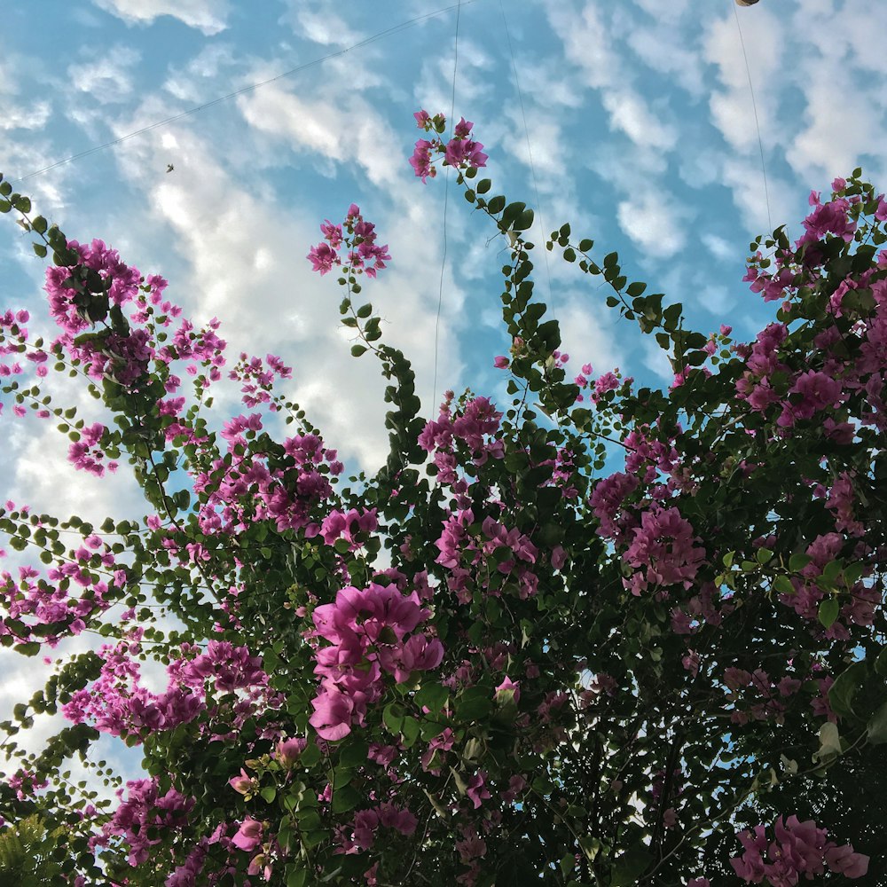 pink flowers under blue sky during daytime