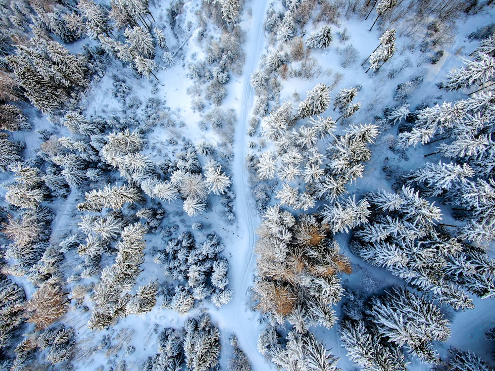 white and brown trees under blue sky during daytime