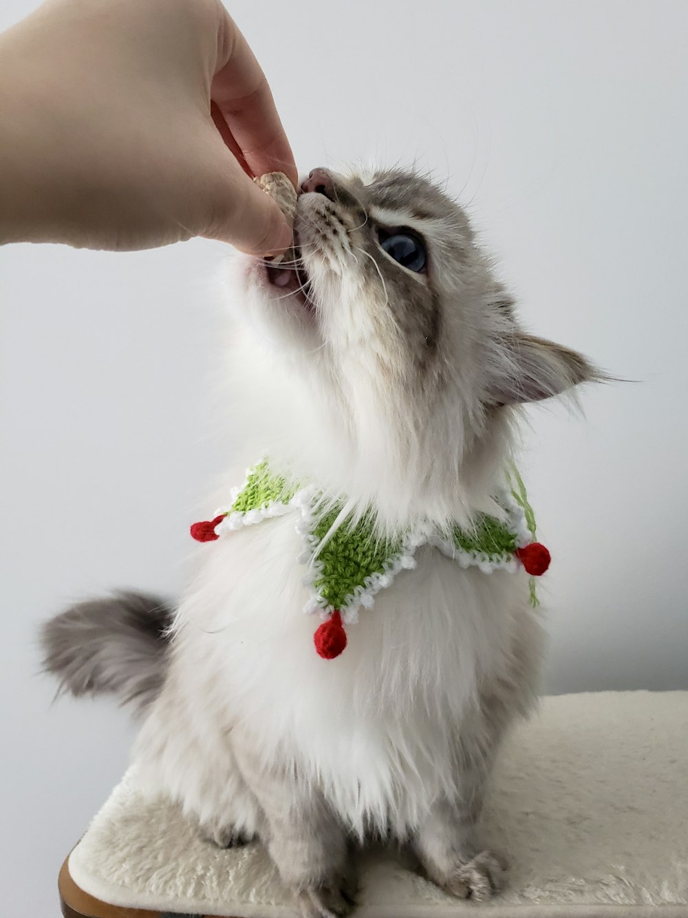 white and brown long fur cat with green and red ribbon