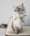 A fluffy cat posing proudly with a vibrant handmade collar, surrounded by playful yarn balls.