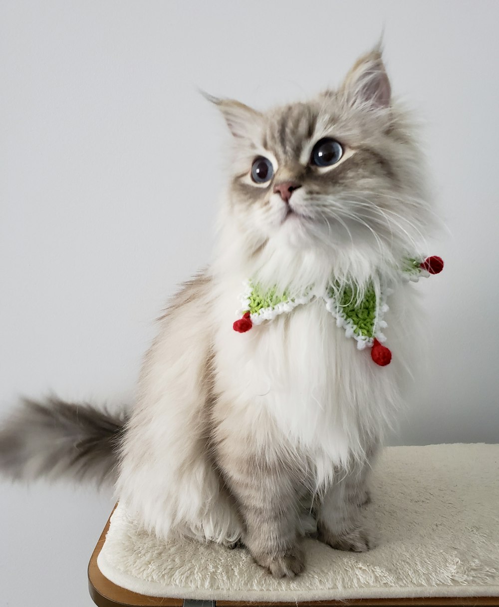 white and brown long fur cat with green and red rose on head