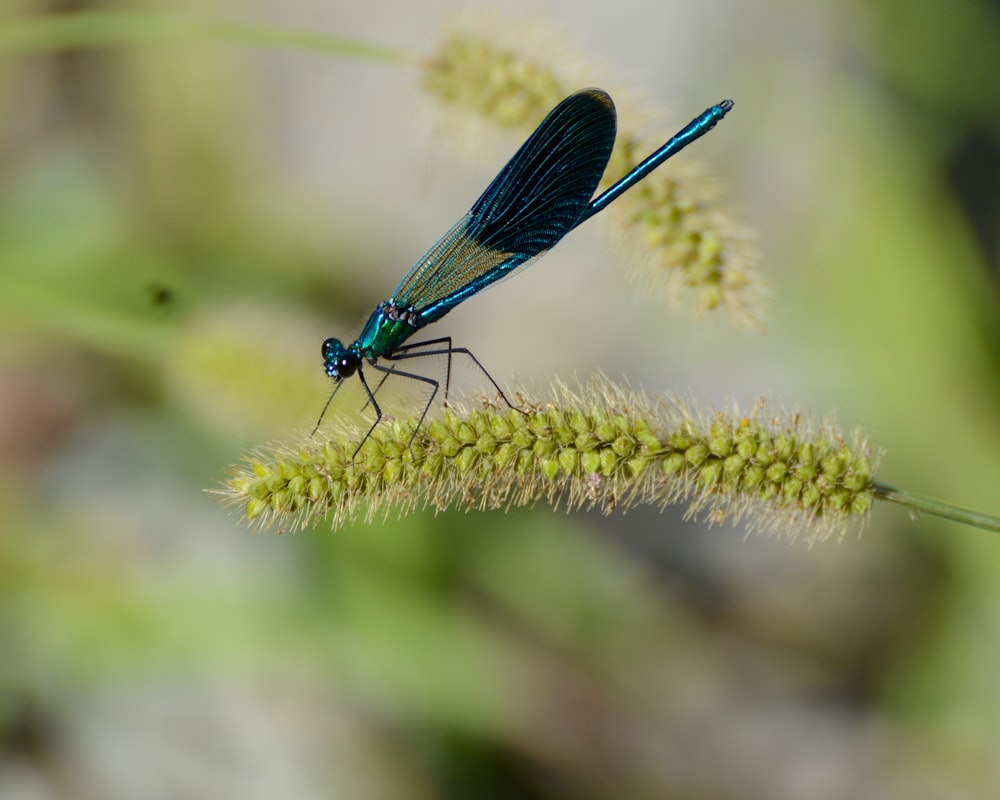 blue damselfly perched on green plant during daytime