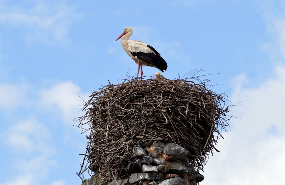 white stork on nest during daytime