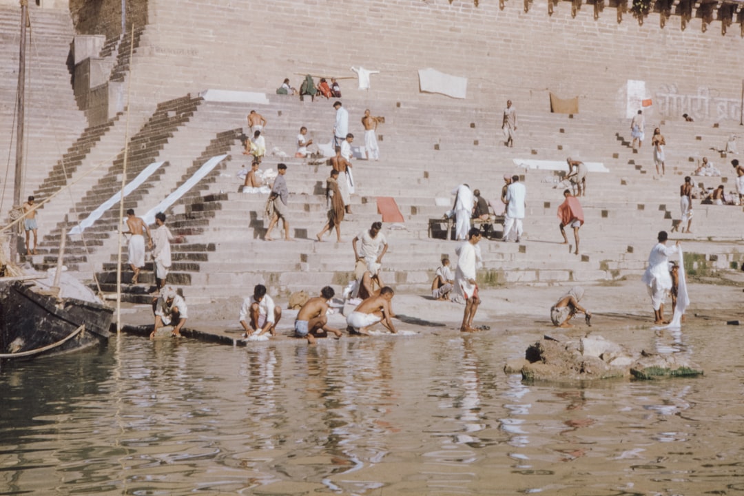 flock of white birds on water during daytime