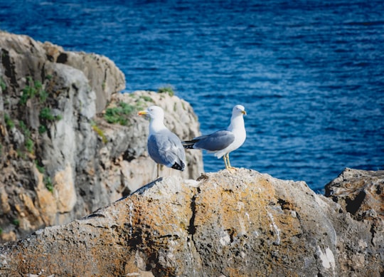 white and gray bird on gray rock near body of water during daytime in Boca do Inferno Portugal