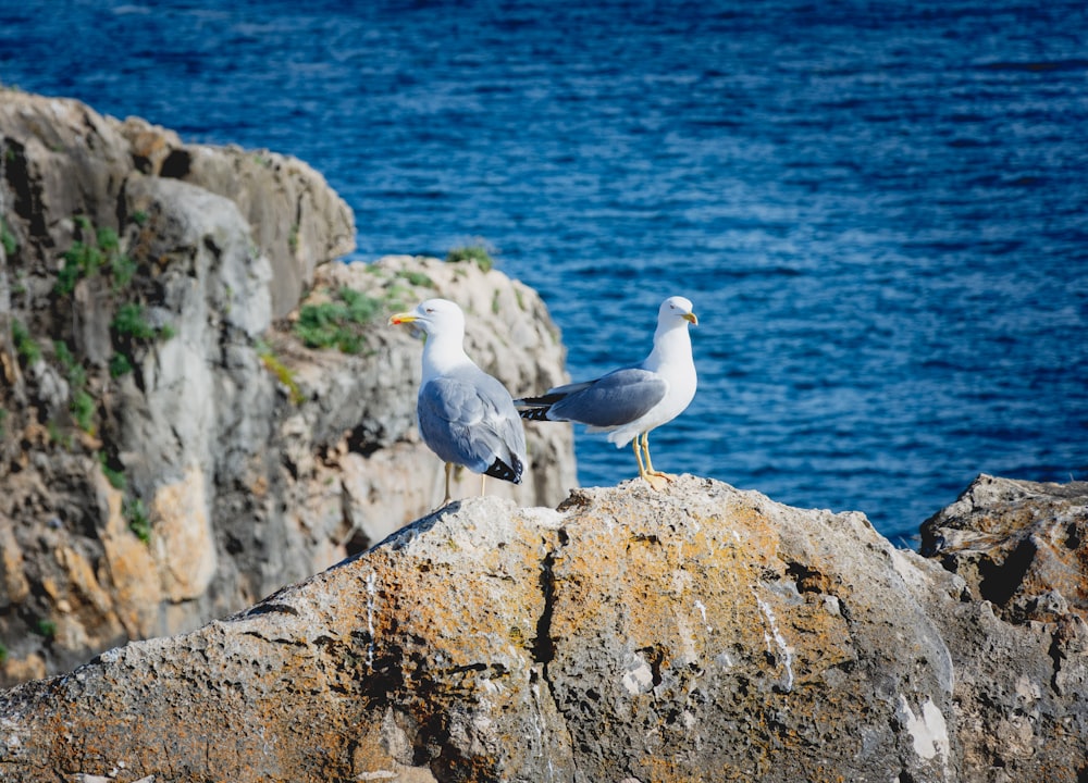 white and gray bird on gray rock near body of water during daytime