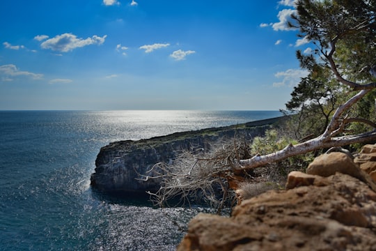 brown and green tree log on seashore during daytime in Farol da Guia Portugal