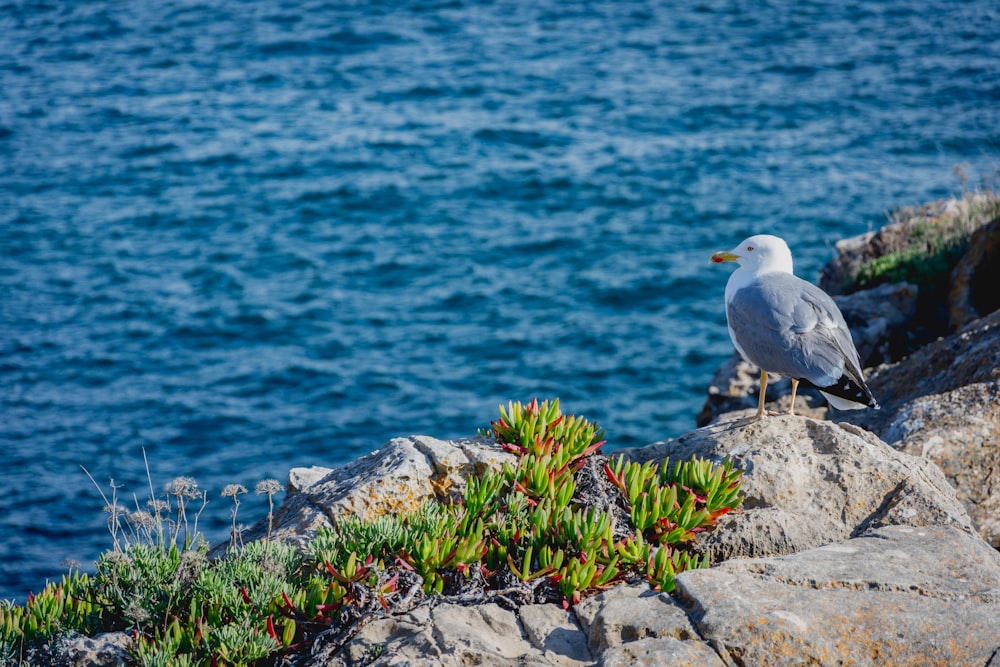 white bird on gray rock near body of water during daytime