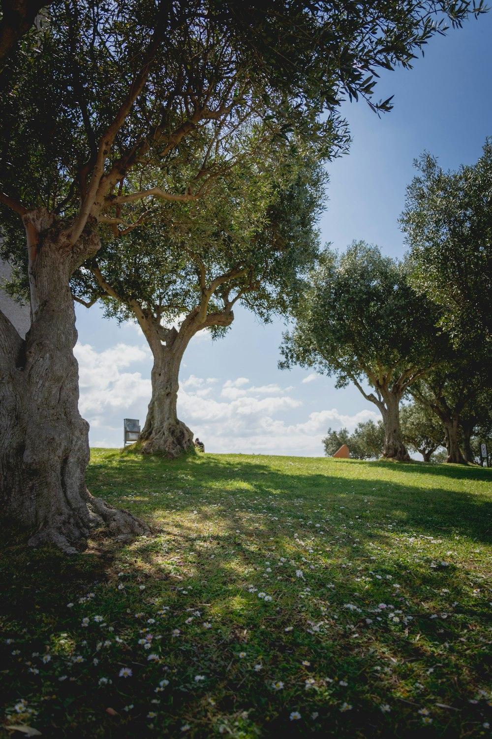 arbre vert sur un champ d’herbe verte pendant la journée