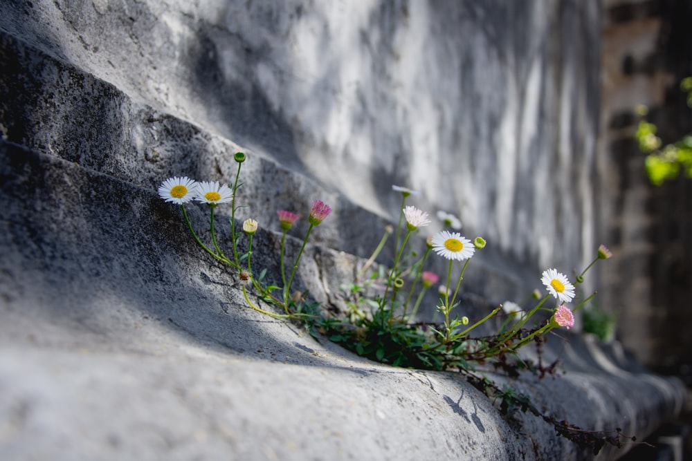 white and yellow flowers on gray concrete floor