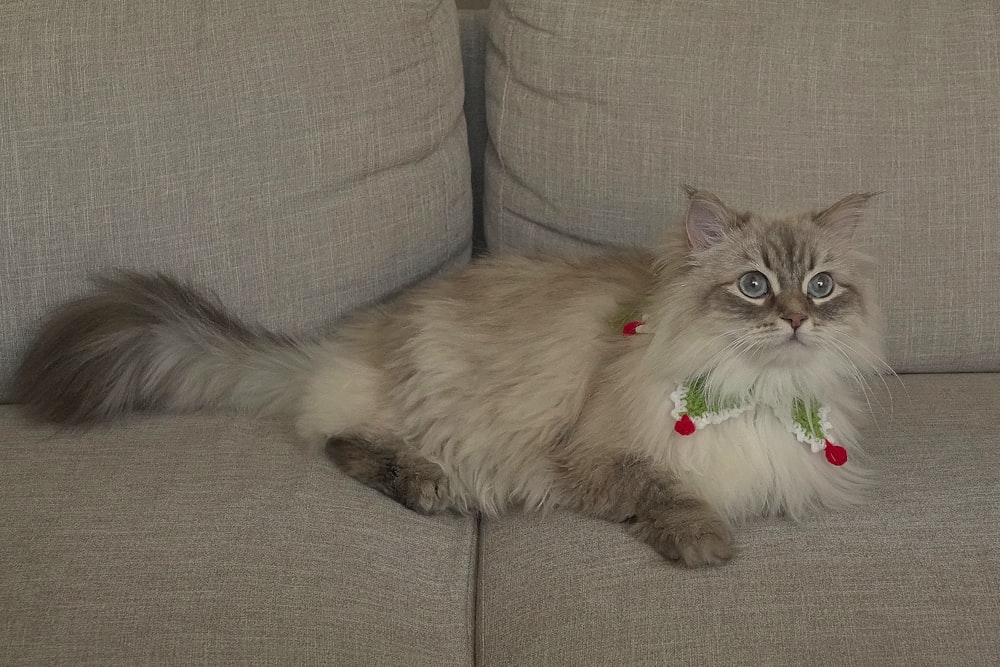 brown and white long fur cat