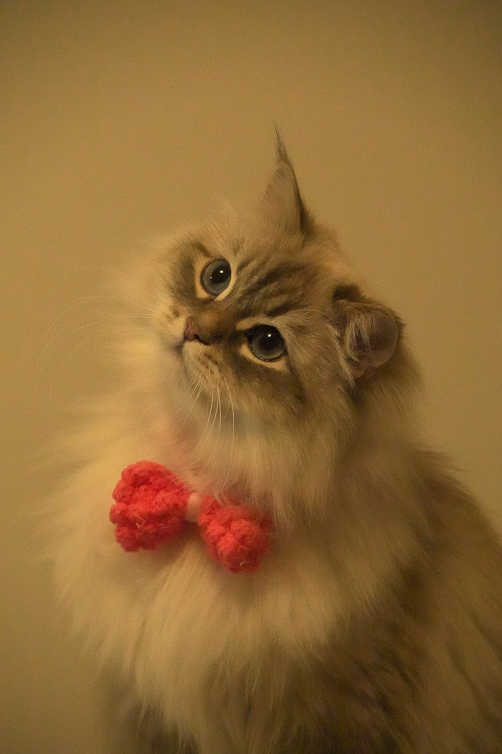 white and gray long fur cat with pink ribbon