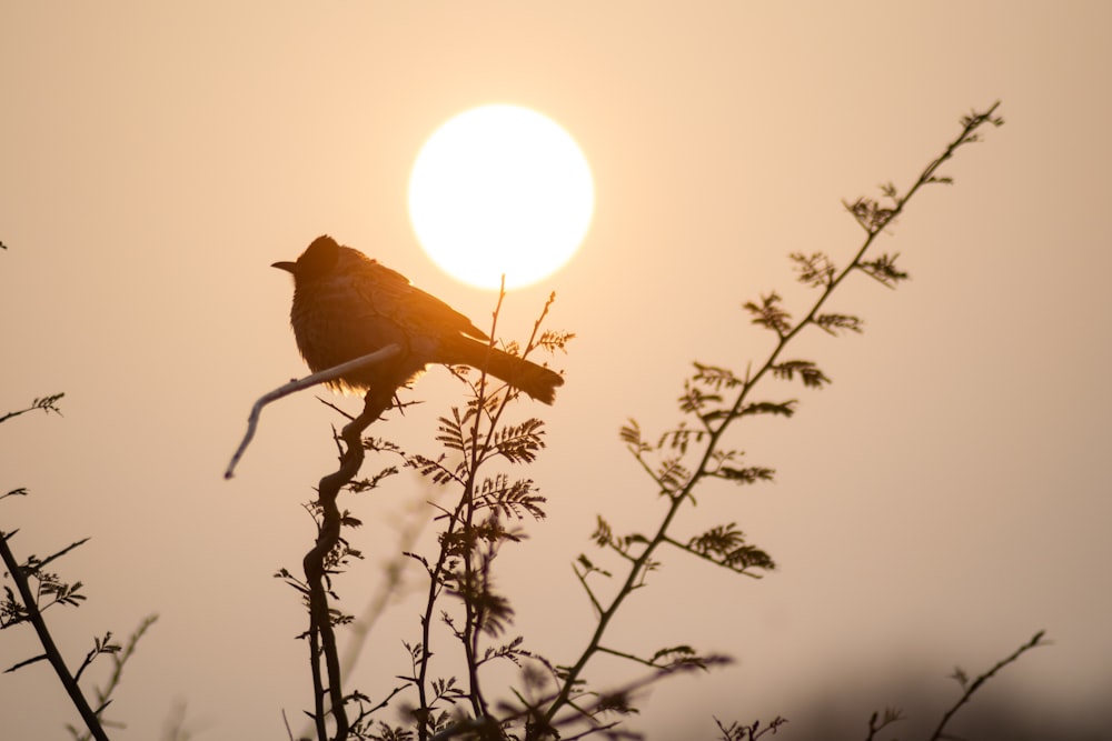 silhouette of bird on tree branch during sunset