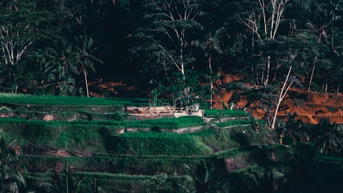 A lush landscape of terraced fields with vibrant green vegetation. Tall trees surround the area, and the shadows create a contrast against the bright greenery. A small structure or platform is visible among the terraces, and a person can be seen standing in the distance.