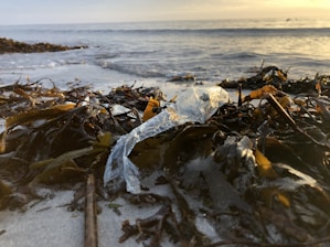 Seaweed and plastic debris are scattered along a sandy beach, with ocean waves visible in the background. The sky appears cloudy with a hint of sunlight casting shadows on the sand.