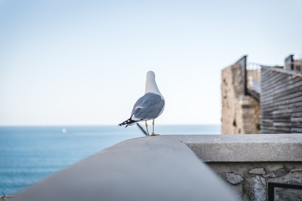 white and gray bird on gray concrete wall near body of water during daytime