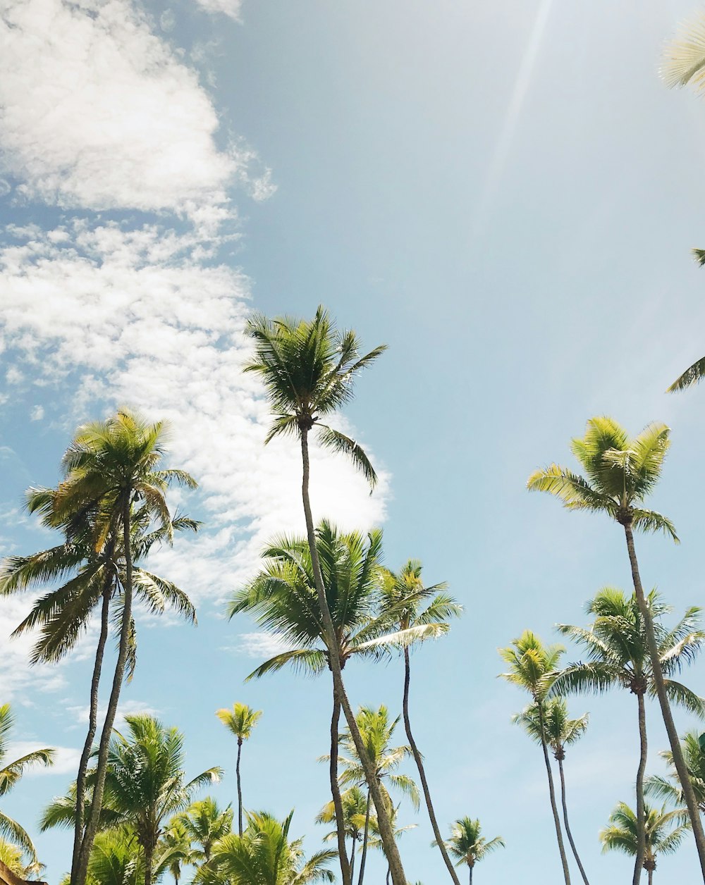 green coconut palm trees under blue sky during daytime