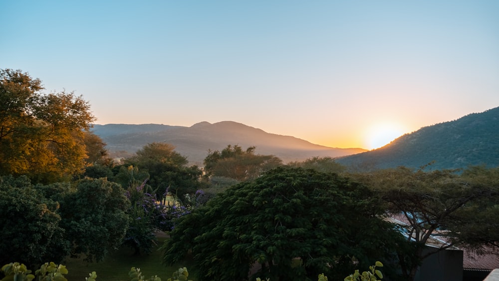 green trees on mountain during sunset