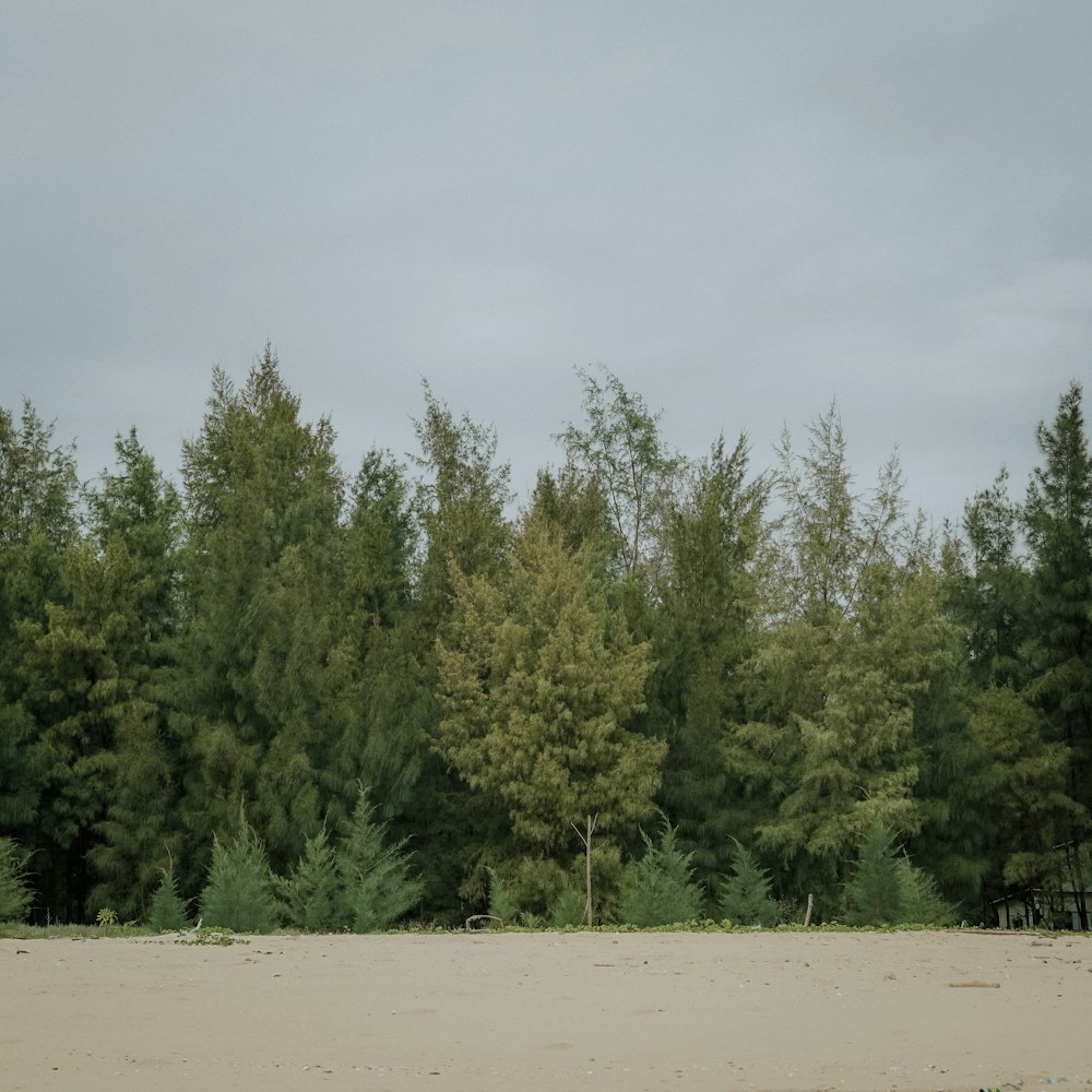 green trees under white sky during daytime