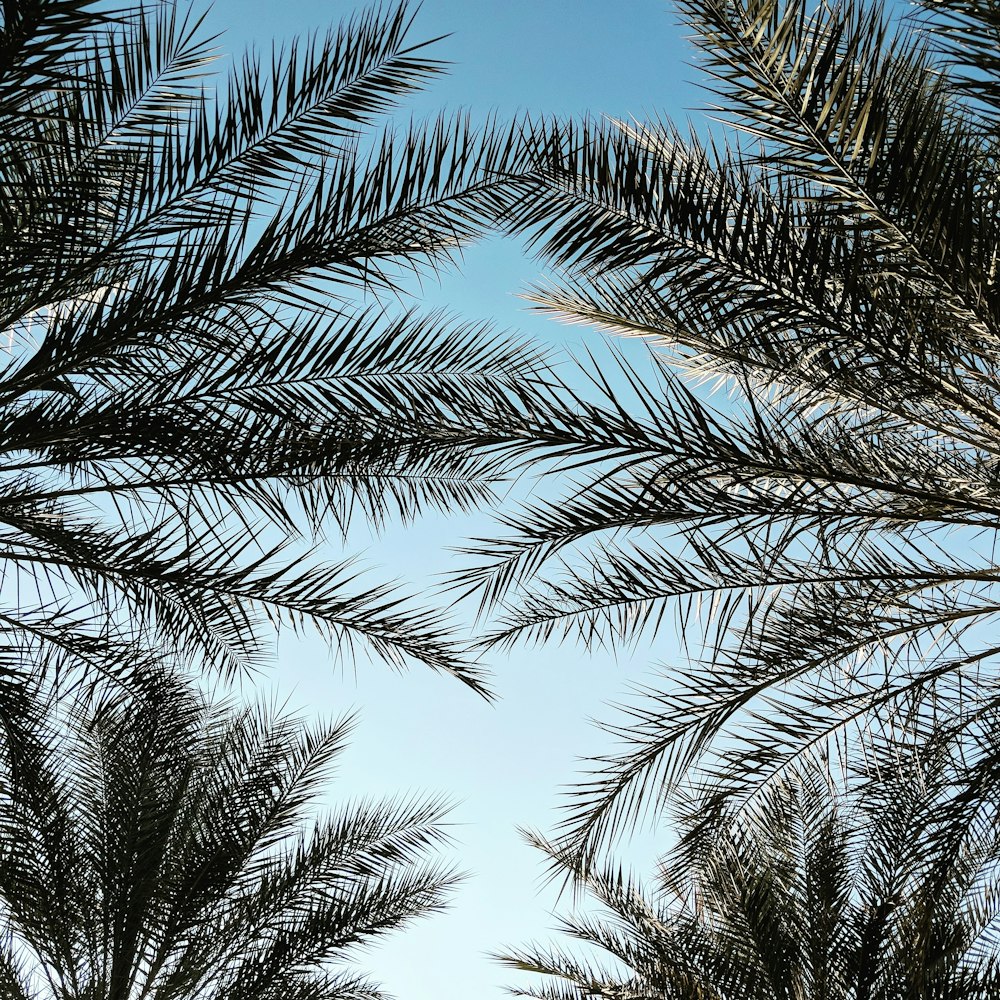 green palm tree under blue sky during daytime