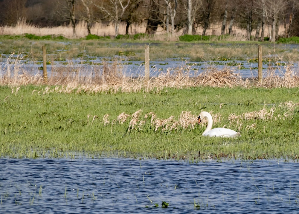 white swan on green grass field near body of water during daytime