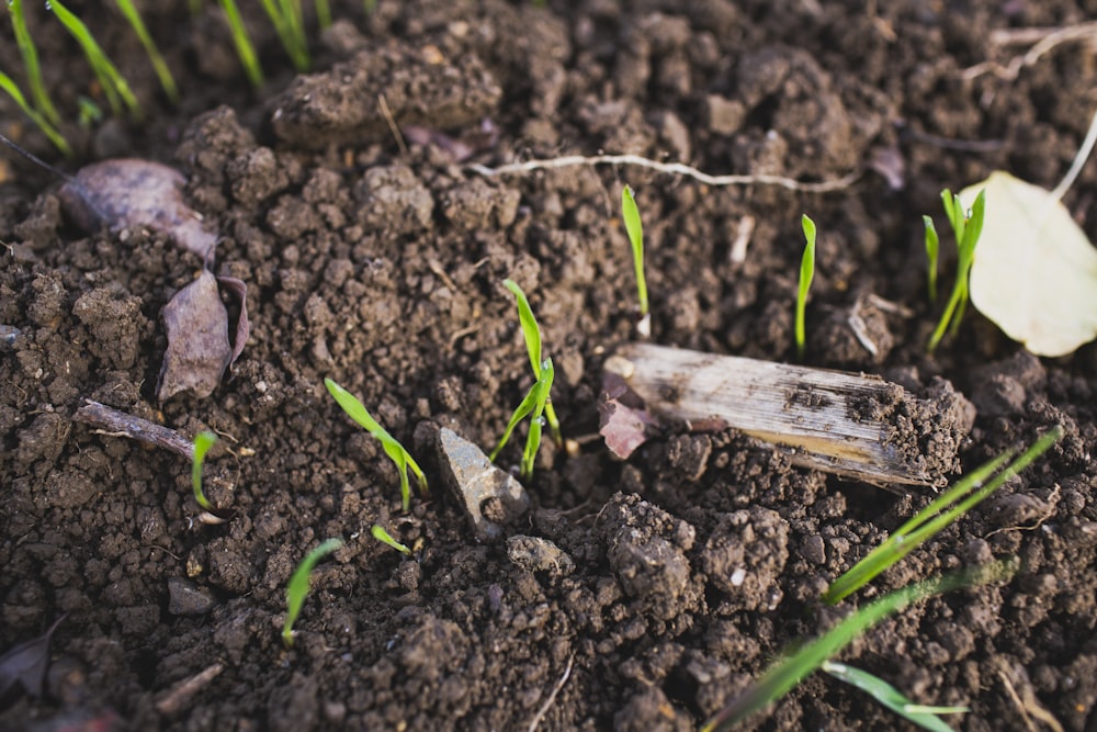 brown and black insect on brown soil