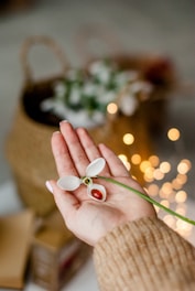 person holding white and red flower