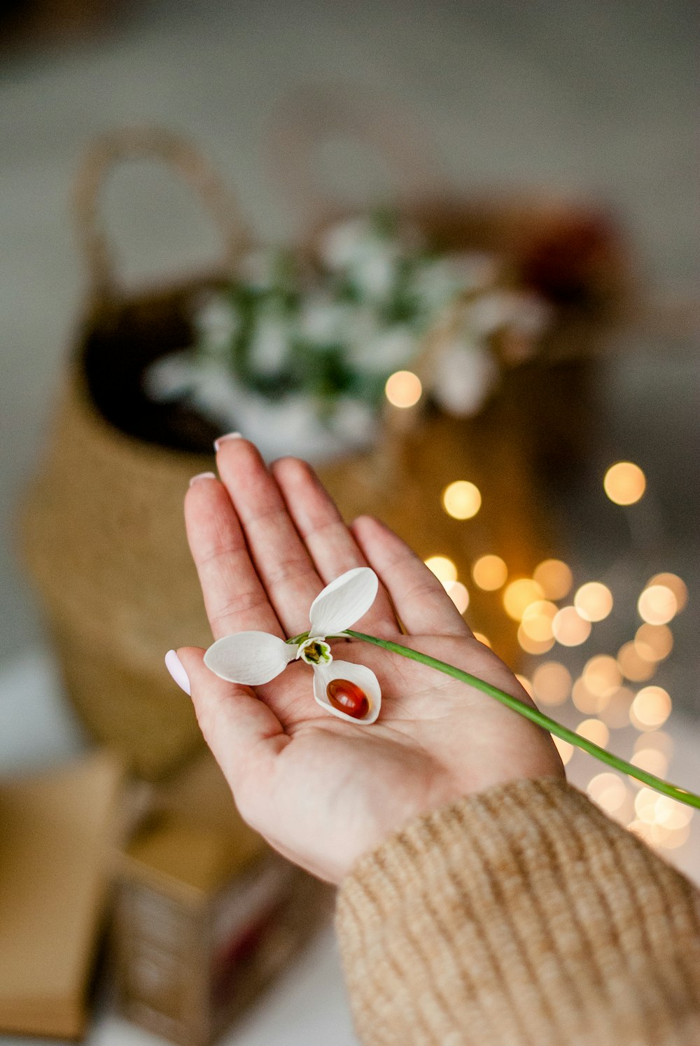 person holding white and red flower